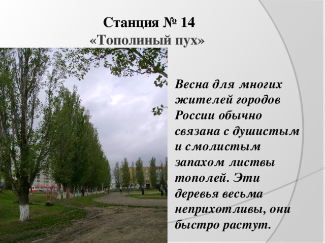 Станция № 14  «Тополиный пух»   Весна для многих жителей городов России обычно связана с душистым и смолистым запахом листвы тополей. Эти деревья весьма неприхотливы, они быстро растут.  