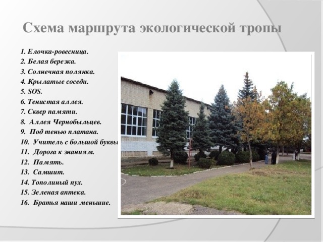 Схема маршрута экологической тропы   1. Елочка-ровесница. 2. Белая березка. 3. Солнечная полянка. 4. Крылатые соседи. 5. SOS. 6. Тенистая аллея. 7. Сквер памяти. 8. Аллея Чернобыльцев. 9. Под тенью платана. 10. Учитель с большой буквы. 11. Дорога к знаниям. 12. Память. 13. Самшит. 14. Тополиный пух. 15. Зеленая аптека. 16. Братья наши меньшие.  