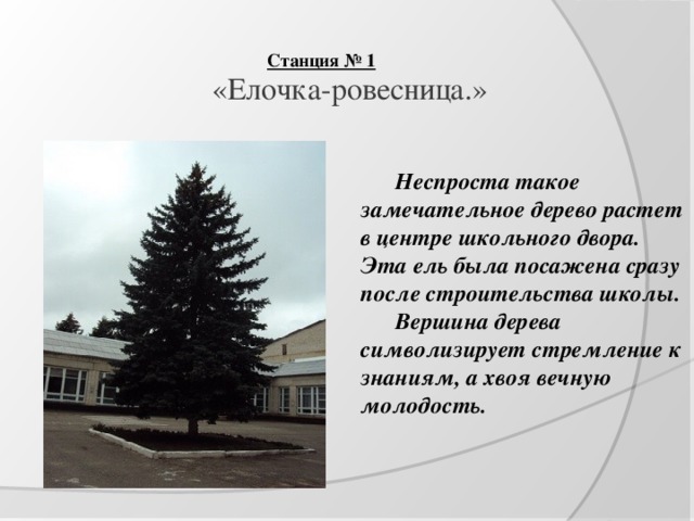  Станция № 1     «Елочка-ровесница.»   Неспроста такое замечательное дерево растет в центре школьного двора. Эта ель была посажена сразу после строительства школы.  Вершина дерева символизирует стремление к знаниям, а хвоя вечную молодость. 
