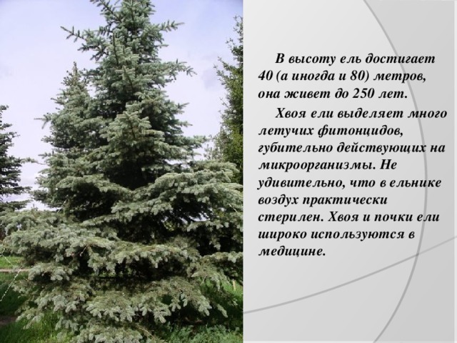    В высоту ель достигает 40 (а иногда и 80) метров, она живет до 250 лет.    Хвоя ели выделяет много летучих фитонцидов, губительно действующих на микроорганизмы. Не удивительно, что в ельнике воздух практически стерилен. Хвоя и почки ели широко используются в медицине. 