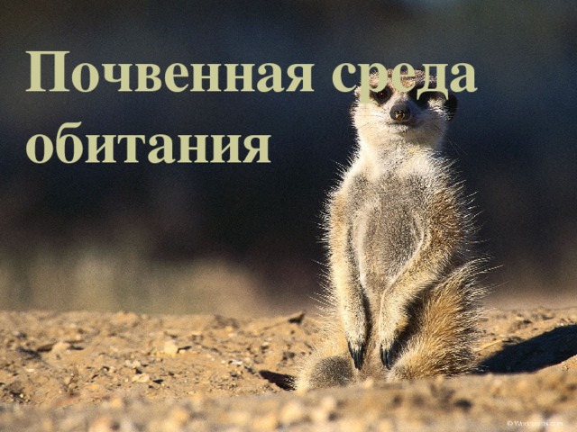 Почвенная среда обитания 