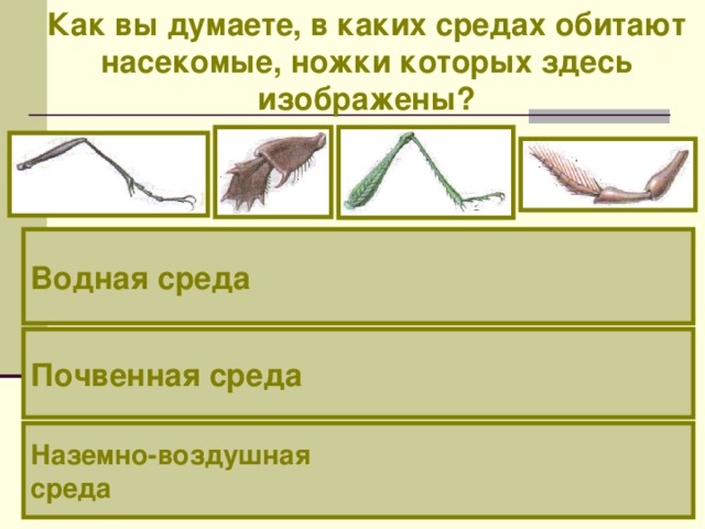 Как вы думаете, в каких средах обитают насекомые, ножки которых здесь изображены? Водная среда Почвенная среда Наземно-воздушная среда 