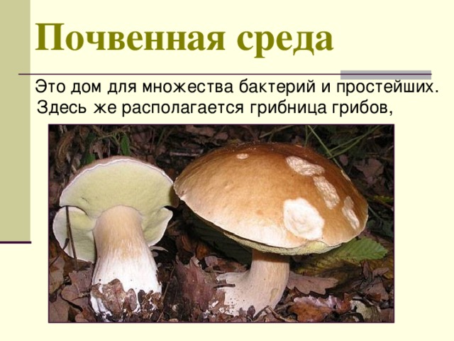 Почвенная среда  Это дом для множества бактерий и простейших. Здесь же располагается грибница грибов, 