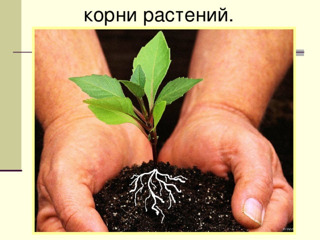 корни растений. 