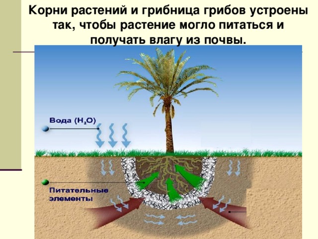 Корни растений и грибница грибов устроены так, чтобы растение могло питаться и получать влагу из почвы. 