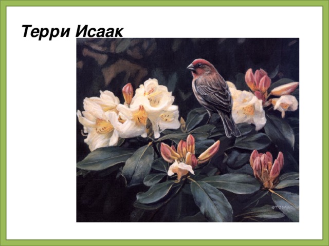 Терри Исаак