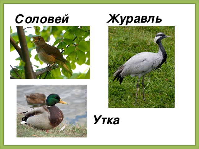 Журавль Соловей Утка