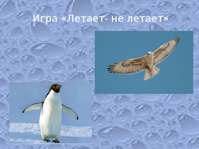 Игра «Летает- не летает»