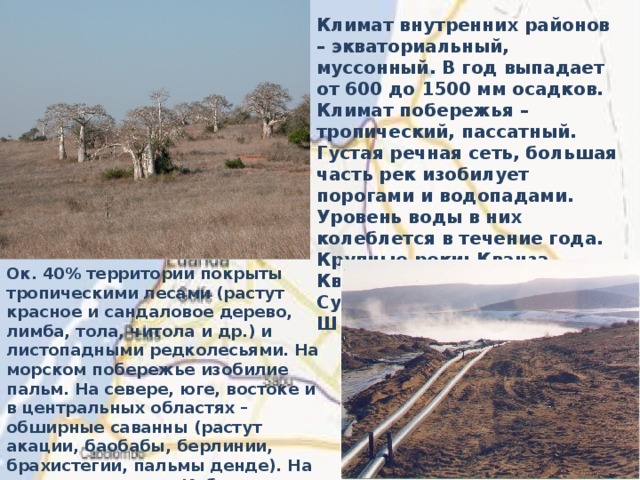 Климат внутренних районов – экваториальный, муссонный. В год выпадает от 600 до 1500 мм осадков. Климат побережья – тропический, пассатный. Густая речная сеть, большая часть рек изобилует порогами и водопадами. Уровень воды в них колеблется в течение года. Крупные реки: Кванза, Квито, Кубанго и Кунене. Судоходны Кванза и Шилванго. Ок. 40% территории покрыты тропическими лесами (растут красное и сандаловое дерево, лимба, тола, читола и др.) и листопадными редколесьями. На морском побережье изобилие пальм. На севере, юге, востоке и в центральных областях – обширные саванны (растут акации, баобабы, берлинии, брахистегии, пальмы денде). На севере провинции Кабинда – мангровые леса. В пустыне Намиб (юг страны), встречается карликовое дерево вельвичия удивительная . 