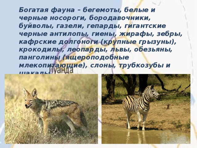 Богатая фауна – бегемоты, белые и черные носороги, бородавочники, буйволы, газели, гепарды, гигантские черные антилопы, гиены, жирафы, зебры, кафрские долгоноги (крупные грызуны), крокодилы, леопарды, львы, обезьяны, панголины (ящероподобные млекопитающие), слоны, трубкозубы и шакалы.  