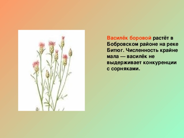 Василёк боровой растёт в Бобровском районе на реке Битюг. Численность крайне мала — василёк не выдерживает конкуренции с сорняками.   