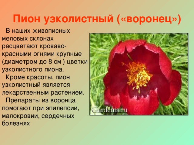 Пион узколистный («воронец») В наших живописных меловых склонах расцветают кроваво-красными огнями крупные (диаметром до 8 см ) цветки узколистного пиона. Кроме красоты, пион узколистный является лекарственным растением. Препараты из воронца помогают при эпилепсии, малокровии, сердечных болезнях  