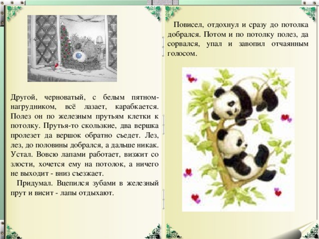     Повисел, отдохнул и сразу до потолка добрался. Потом и по потолку полез, да сорвался, упал и завопил отчаянным голосом. Другой, черноватый, с белым пятном-нагрудником, всё лазает, карабкается. Полез он по железным прутьям клетки к потолку. Прутья-то скользкие, два вершка пролезет да вершок обратно съедет. Лез, лез, до половины добрался, а дальше никак. Устал. Вовсю лапами работает, визжит со злости, хочется ему на потолок, а ничего не выходит - вниз съезжает.     Придумал. Вцепился зубами в железный прут и висит - лапы отдыхают.     