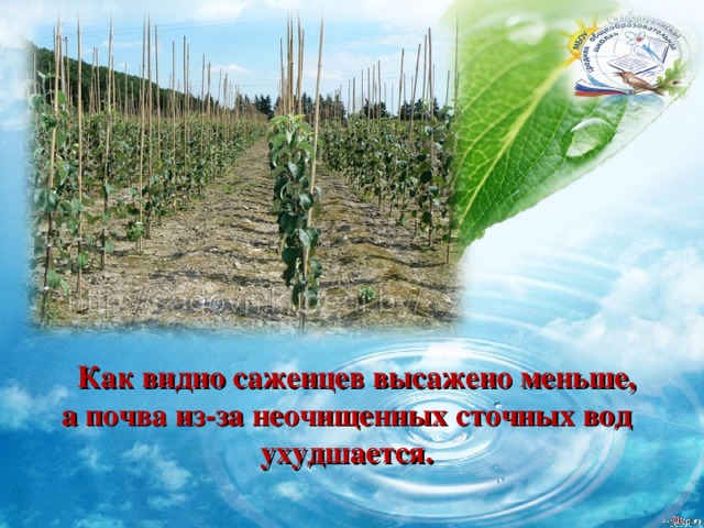  Как видно саженцев высажено меньше, а почва из-за неочищенных сточных вод ухудшается. 