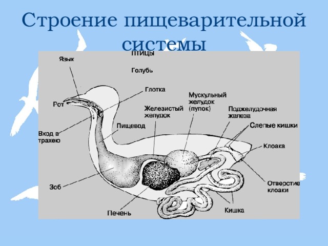 Строение пищеварительной системы 