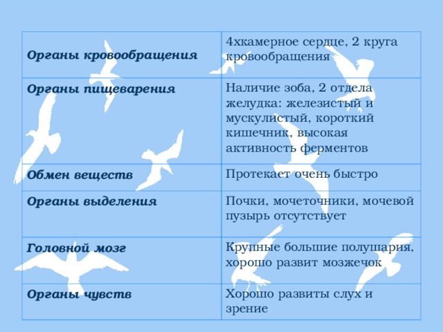 План общая характеристика класса птицы