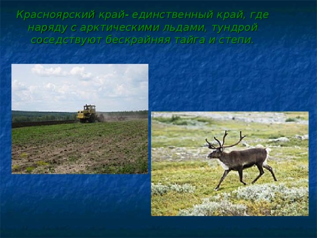 Красноярский край- единственный край, где наряду с арктическими льдами, тундрой соседствуют бескрайняя тайга и степи. 