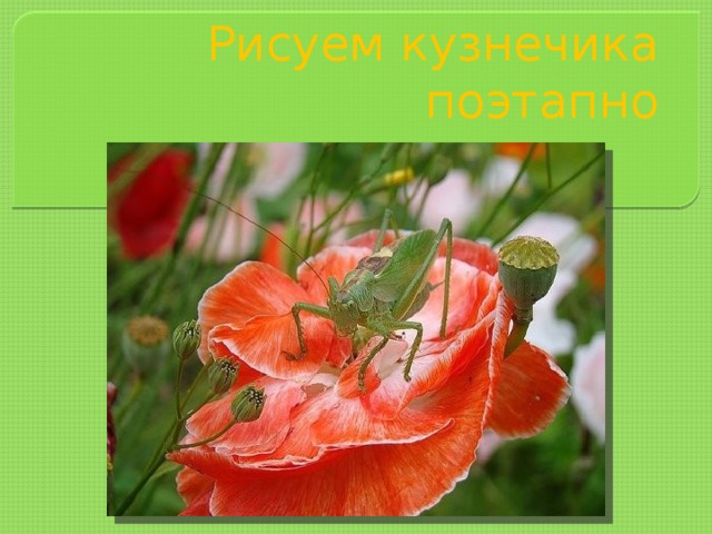 Рисуем кузнечика поэтапно 