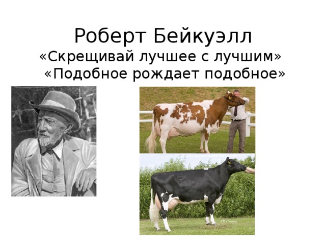 Селекционер скрестил кошку чистой линии с черным. Селекция в животноводстве. Селекция крупного рогатого скота. Прочность селекции.