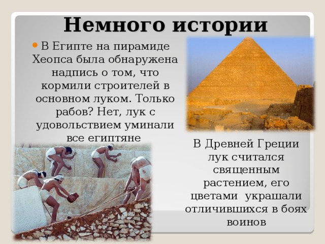 Немного истории В Египте на пирамиде Хеопса была обнаружена надпись о том, что кормили строителей в основном луком. Только рабов? Нет, лук с удовольствием уминали все египтяне В Древней Греции лук считался священным растением, его цветами украшали отличившихся в боях воинов 