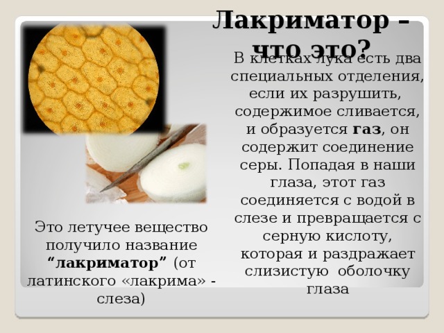 Лакриматор –что это? В клетках лука есть два специальных отделения, если их разрушить, содержимое сливается, и образуется газ , он содержит соединение серы . Попадая в наши глаза, этот газ соединяется с водой в слезе и превращается с серную кислоту, которая и раздражает слизистую оболочку глаза Это летучее вещество получило название “лакриматор” (от латинского «лакрима» - слеза) 