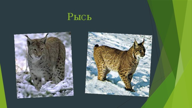 Проект рысь 4 класс
