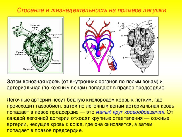 Зарисуйте схему строения сердца лягушки