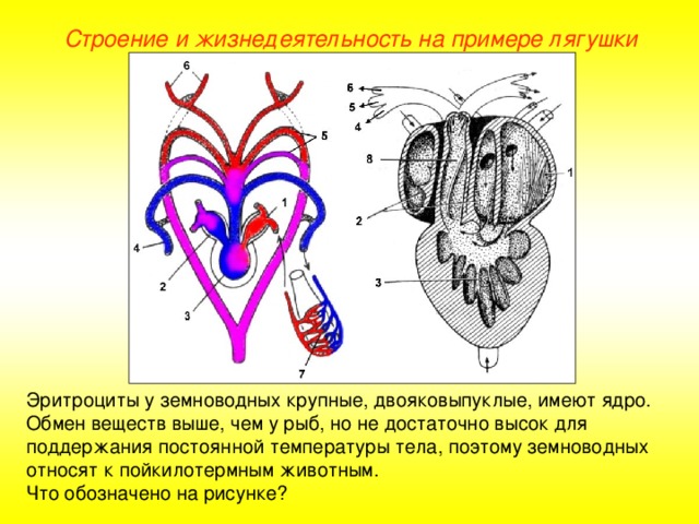 Каким номером на рисунке обозначено сердце появившееся у первых истинных наземных позвоночных