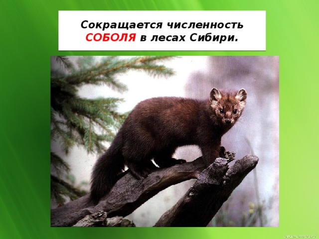 Сокращается численность СОБОЛЯ в лесах Сибири.  