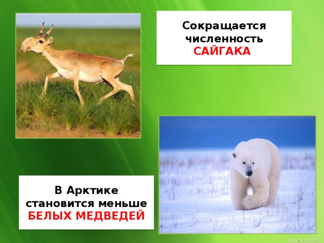 Сокращается численность САЙГАКА В Арктике становится меньше БЕЛЫХ МЕДВЕДЕЙ  