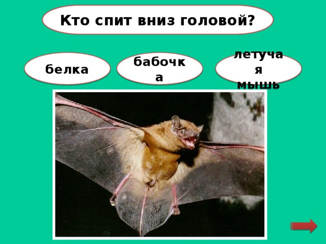Картинка летучая мышь бабочка утка