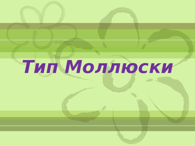 Тип Моллюски 