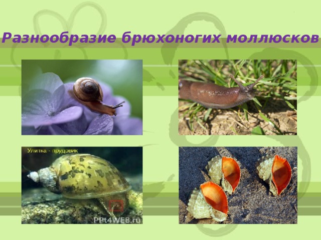 Разнообразие брюхоногих моллюсков 