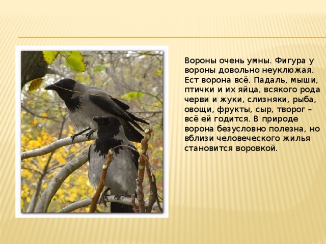 Проекты окружающий мир 3 класс вороны