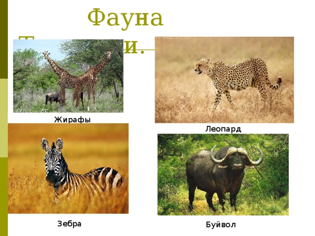  Фауна Танзании. Жирафы Леопард Буйвол Зебра 