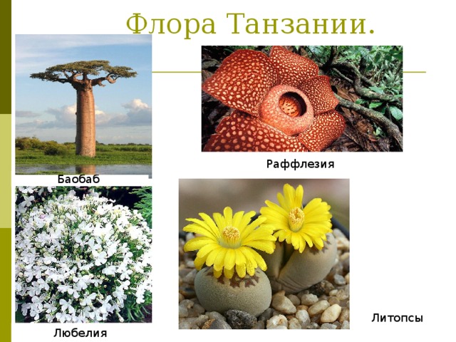  Флора Танзании. Раффлезия Баобаб Литопсы Любелия 
