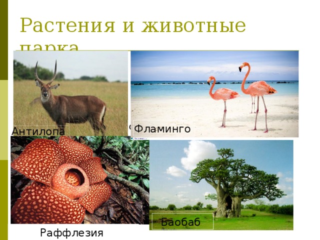Растения и животные парка. Фламинго Фламинго  Антилопа  Баобаб Раффлезия  