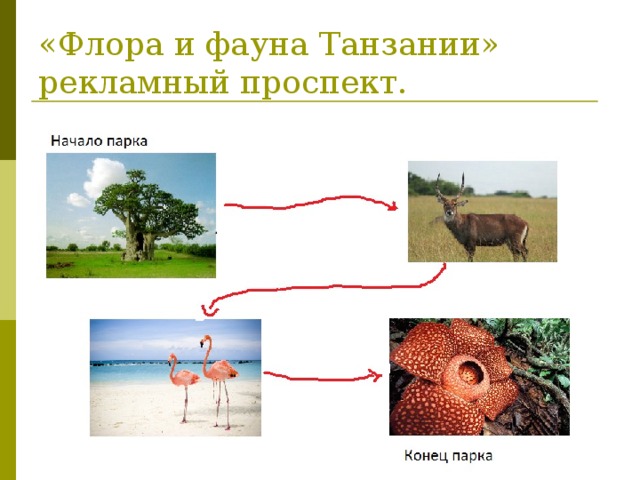 «Флора и фауна Танзании»  рекламный проспект. 