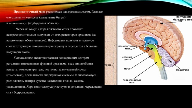 Средний и промежуточный мозг презентация