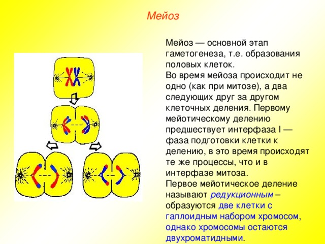 Мейоз Мейоз — основной этап гаметогенеза, т.е. образования половых клеток. Во время мейоза происходит не одно (как при митозе), а два следующих друг за другом клеточных деления. Первому мейотическому делению предшествует интерфаза I — фаза подготовки клетки к делению, в это время происходят те же процессы, что и в интерфазе митоза. Первое мейотическое деление называют редукционным – образуются две клетки с гаплоидным набором хромосом, однако хромосомы остаются двухроматидными . 