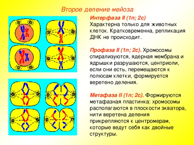 Второе деление мейоза Интерфаза II (1n; 2с) Характерна только для животных клеток. Кратковременна, репликация ДНК не происходит. Профаза II (1n; 2с). Хромосомы спирализуются, ядерная мембрана и ядрышки разрушаются, центриоли, если они есть, перемещаются к полюсам клетки, формируется веретено деления.  Метафаза II (1n; 2с). Формируются метафазная пластинка: хромосомы располагаются в плоскости экватора, нити веретена деления прикрепляются к центромерам, которые ведут себя как двойные структуры. 