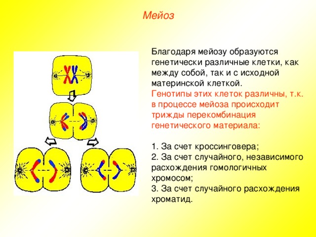 Мейоз Благодаря мейозу образуются генетически различные клетки, как между собой, так и с исходной материнской клеткой. Генотипы этих клеток различны, т.к. в процессе мейоза происходит трижды перекомбинация генетического материала: 1. За счет кроссинговера; 2. За счет случайного, независимого расхождения гомологичных хромосом; 3. За счет случайного расхождения хроматид. 
