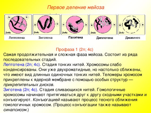 Первое деление мейоза Профаза 1 (2n; 4с) Самая продолжительная и сложная фаза мейоза. Состоит из ряда последовательных стадий. Лептотена (2n; 4с). Стадия тонких нитей. Хромосомы слабо конденсированы. Они уже двухроматидные, но настолько сближены, что имеют вид длинных одиночных тонких нитей. Теломеры хромосом прикреплены к ядерной мембране с помощью особых структур — прикрепительных дисков . Зиготена (2n; 4с). Стадия сливающихся нитей. Гомологичные хромосомы начинают притягиваться друг к другу сходными участками и конъюгируют. Конъюгацией называют процесс тесного сближения гомологичных хромосом. (Процесс конъюгации также называют синапсисом .) 