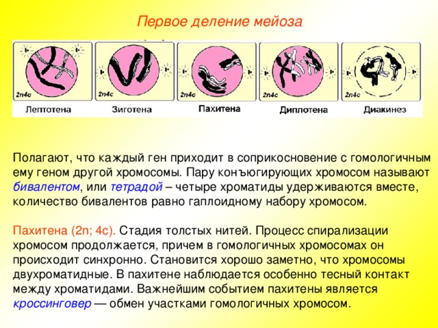 Первое деление мейоза Полагают, что каждый ген приходит в соприкосновение с гомологичным ему геном другой хромосомы. Пару конъюгирующих хромосом называют бивалентом , или тетрадой – четыре хроматиды удерживаются вместе, количество бивалентов равно гаплоидному набору хромосом. Пахитена (2n; 4с). Стадия толстых нитей. Процесс спирализации хромосом продолжается, причем в гомологичных хромосомах он происходит синхронно. Становится хорошо заметно, что хромосомы двухроматидные. В пахитене наблюдается особенно тесный контакт между хроматидами. Важнейшим событием пахитены является кроссинговер — обмен участками гомологичных хромосом. 
