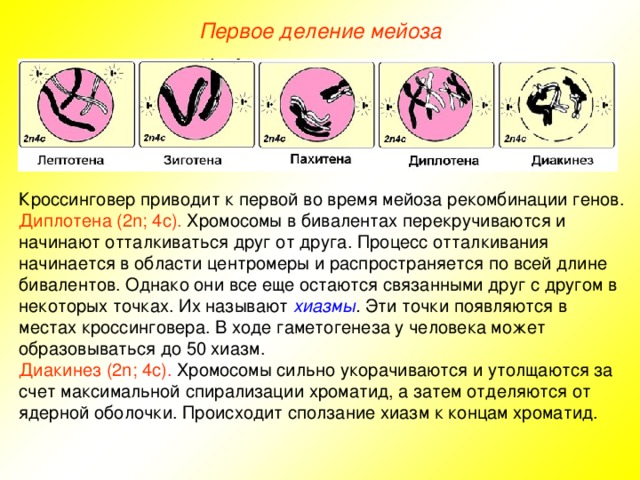 Первое деление мейоза Кроссинговер приводит к первой во время мейоза рекомбинации генов. Диплотена (2n; 4с). Хромосомы в бивалентах перекручиваются и начинают отталкиваться друг от друга. Процесс отталкивания начинается в области центромеры и распространяется по всей длине бивалентов. Однако они все еще остаются связанными друг с другом в некоторых точках. Их называют хиазмы . Эти точки появляются в местах кроссинговера. В ходе гаметогенеза у человека может образовываться до 50 хиазм. Диакинез (2n; 4с). Хромосомы сильно укорачиваются и утолщаются за счет максимальной спирализации хроматид, а затем отделяются от ядерной оболочки. Происходит сползание хиазм к концам хроматид. 