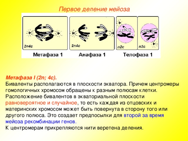 Первое деление мейоза Метафаза I (2n; 4с). Биваленты располагаются в плоскости экватора. Причем центромеры гомологичных хромосом обращены к разным полюсам клетки. Расположение бивалентов в экваториальной плоскости равновероятное и случайное , то есть каждая из отцовских и материнских хромосом может быть повернута в сторону того или другого полюса. Это создает предпосылки для второй за время мейоза рекомбинации генов. К центромерам прикрепляются нити веретена деления. 