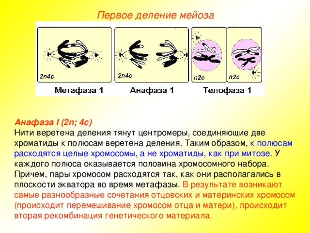 Первое деление мейоза Анафаза I (2n; 4с) Нити веретена деления тянут центромеры, соединяющие две хроматиды к полюсам веретена деления. Таким образом, к полюсам расходятся целые хромосомы, а не хроматиды, как при митозе. У каждого полюса оказывается половина хромосомного набора. Причем, пары хромосом расходятся так, как они располагались в плоскости экватора во время метафазы. В результате возникают самые разнообразные сочетания отцовских и материнских хромосом (происходит перемешивание хромосом отца и матери), происходит вторая рекомбинация генетического материала. 