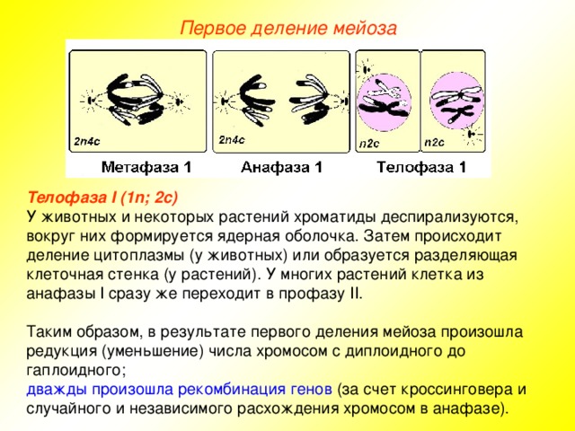 Первое деление мейоза Телофаза I (1n; 2с) У животных и некоторых растений хроматиды деспирализуются, вокруг них формируется ядерная оболочка. Затем происходит деление цитоплазмы (у животных) или образуется разделяющая клеточная стенка (у растений). У многих растений клетка из анафазы I сразу же переходит в профазу II . Таким образом, в результате первого деления мейоза произошла редукция (уменьшение) числа хромосом с диплоидного до гаплоидного; дважды произошла рекомбинация генов (за счет кроссинговера и случайного и независимого расхождения хромосом в анафазе). 