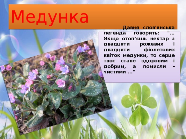 Медунка  Давня слов'янська легенда говорить: 