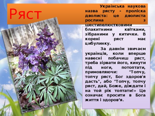 Ряст  Українська наукова назва рясту - проліска дволиста: це дволиста рослина з шестипелюстковими блакитними квітками, зібраними у китички. В корені ряст має цибулинку.  За давнім звичаєм українців, коли вперше навесні побачиш ряст, треба зірвати його, кинути під ноги, потоптати, примовляючи: 